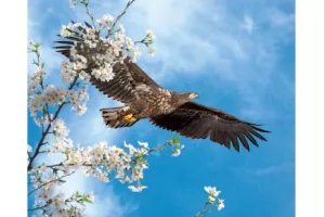 Animation – Chasse aux œufs de libellules