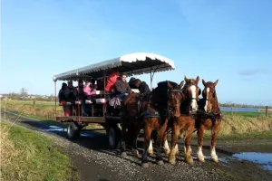 « Des vergers en fleurs aux secrets du marais, balade au rythme des chevaux »