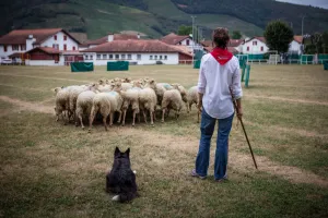 Concours de chiens de berger