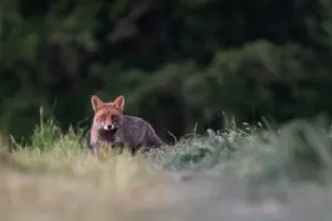 Le monde de la nuit - Dimanche Nature