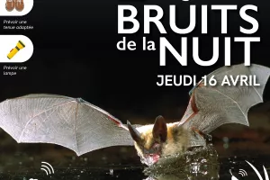 Les bruits de la nuit