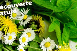 Découvertes Sologne Nature - Plantes aux 1001 vertues