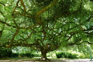 Ciné-débat - Les arbres remarquables