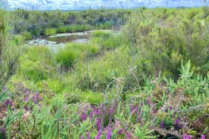 Plantes comestibles et médicinales