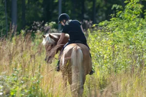 Balade à cheval au coeur du vignoble