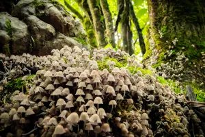 Initiation à la cueillette des champignons