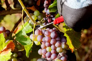 Visite guidée : Vin et dégustations