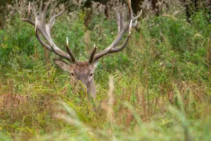 Soirée Tartiflette en période de brâme du cerf
