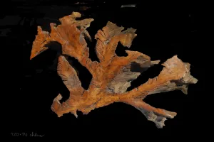 Sculptures sur bois, mascarades et carnavals