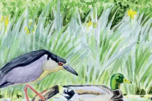 Les oiseaux pour les petits