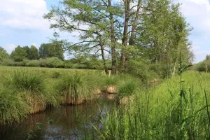 L'automne aux Tourbières