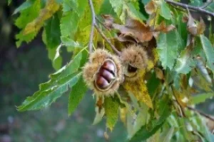 FORMATION GREFFE DANS LA CHÂTAIGNERAIE