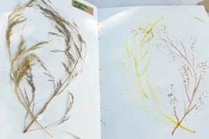 Mon herbier du Moyen Âge