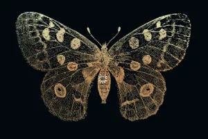 CONCERT OMASPHERE, CHRYZALIS