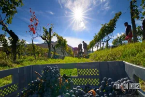 Balade dégustation  du domaine viticole Gutizia sur réservation