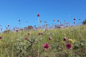 Tours de Merle - Balade gourmande: A la découverte des plantes sauvages comestibles