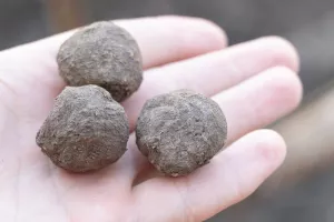 Journée récréative