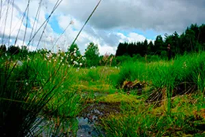 Secrets et richesses des tourbières