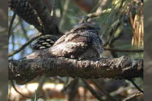 Sortie pédestre Les oiseaux forestiers crépusculaires et nocturnes