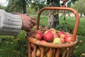 [Calvados Time] Activité récolte