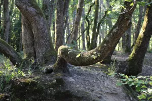 Matinée chant-nature