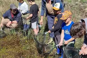 Atelier-découverte : La petite faune des landes et des prairies