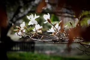 Concours Photos "Magnolias, et cetera"