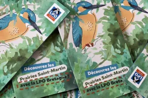 À la découverte des oiseaux des Prairies Saint-Martin à Rennes