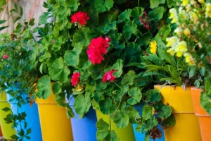 Vide jardin au Saillant