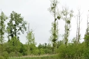 Cet arbre est-il habité ?