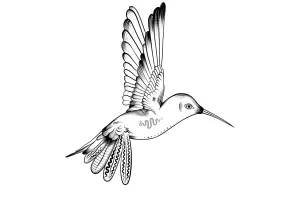 Stage d'initiation au dessin naturaliste