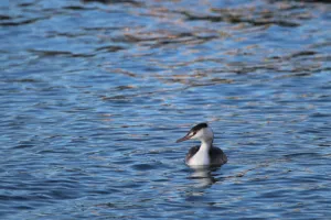 Les oiseaux d'eau et les migrateurs