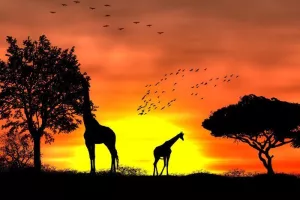 Les fées dans la savane