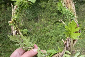 Vannerie sauvage au bord du chemin