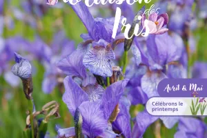 Découvrez les Iris au Domaine de Poulaines
