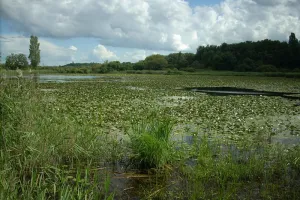 Réserve Naturelle de Chérine : les étangs de la Touche et Purais