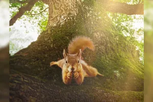 Film documentaire : Le Chêne