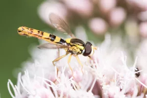 Les mystères de la pollinisation