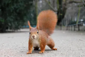 Faune sauvage du parc : le milieu forestier
