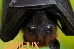 Atelier - Les chauves-souris