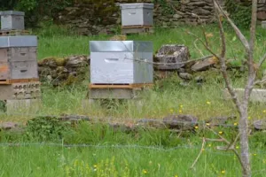 À la découverte de nos abeilles - Dimanche Nature