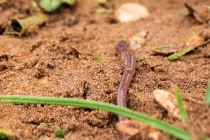 Sortie nature : la faune du sol