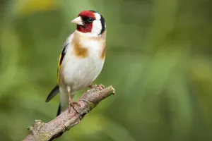 Printemps, parade et construction de nids