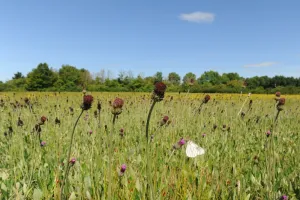 Découverte du bocage de Chevais