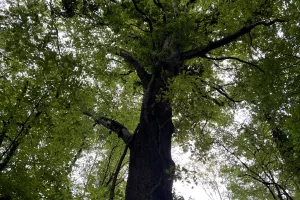 Sortie nature : L'arbre, ma vision d'artiste