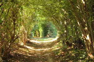 Fête du printemps - randonnée pédestre