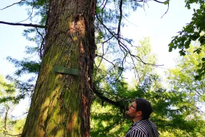 Sophr'arbre au parc Fenain