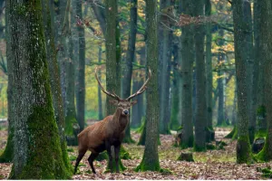 Exposition « La forêt face au changement climatique »