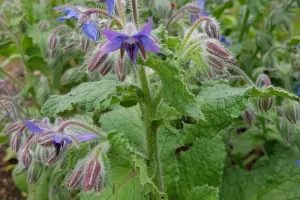 Balade nature à la découverte des délicieuses plantes sauvages et comestibles