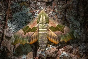 Inventaire participatif - Papillons de nuit